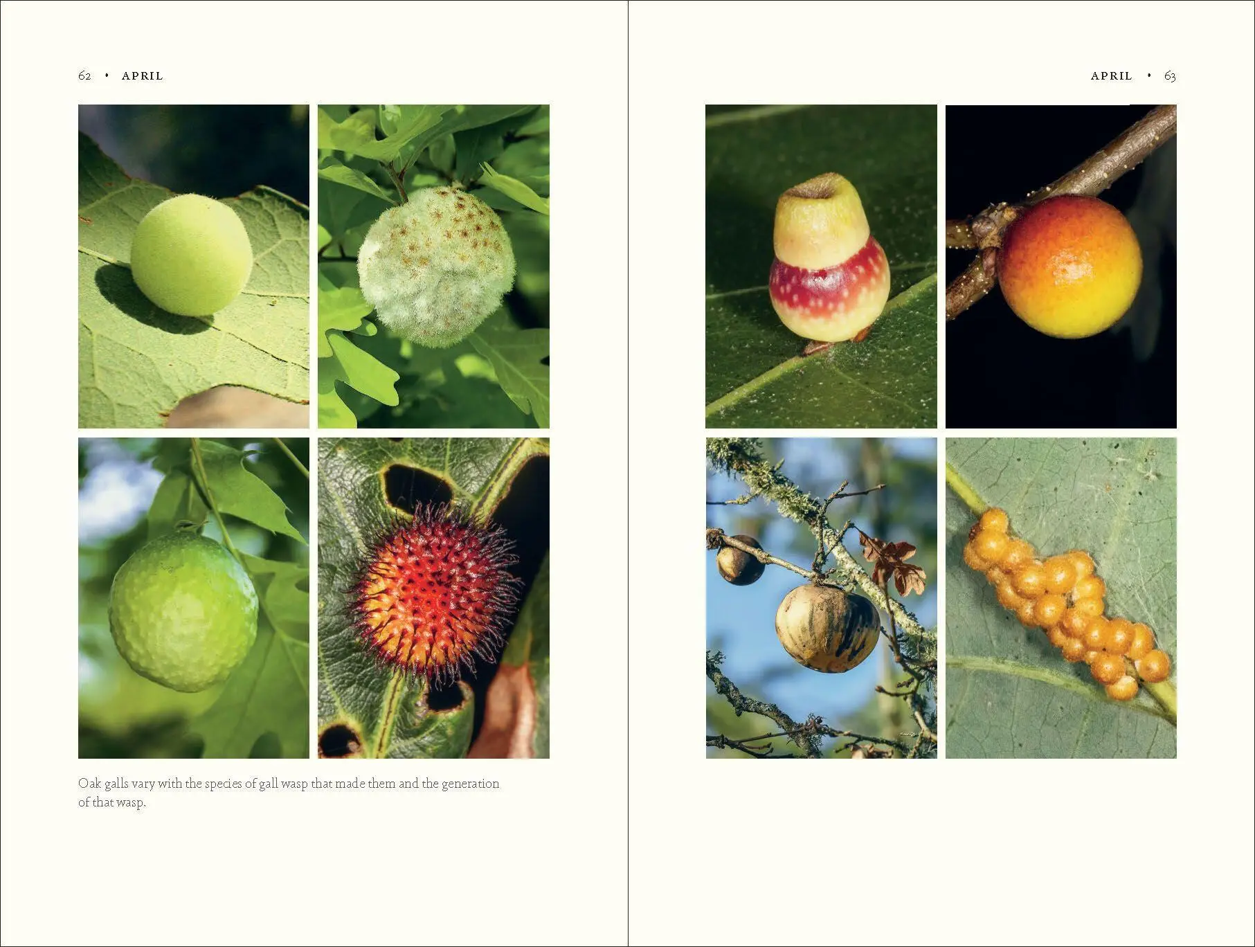 Bild: 9781643260440 | The Nature of Oaks | Douglas W Tallamy | Buch | Gebunden | Englisch
