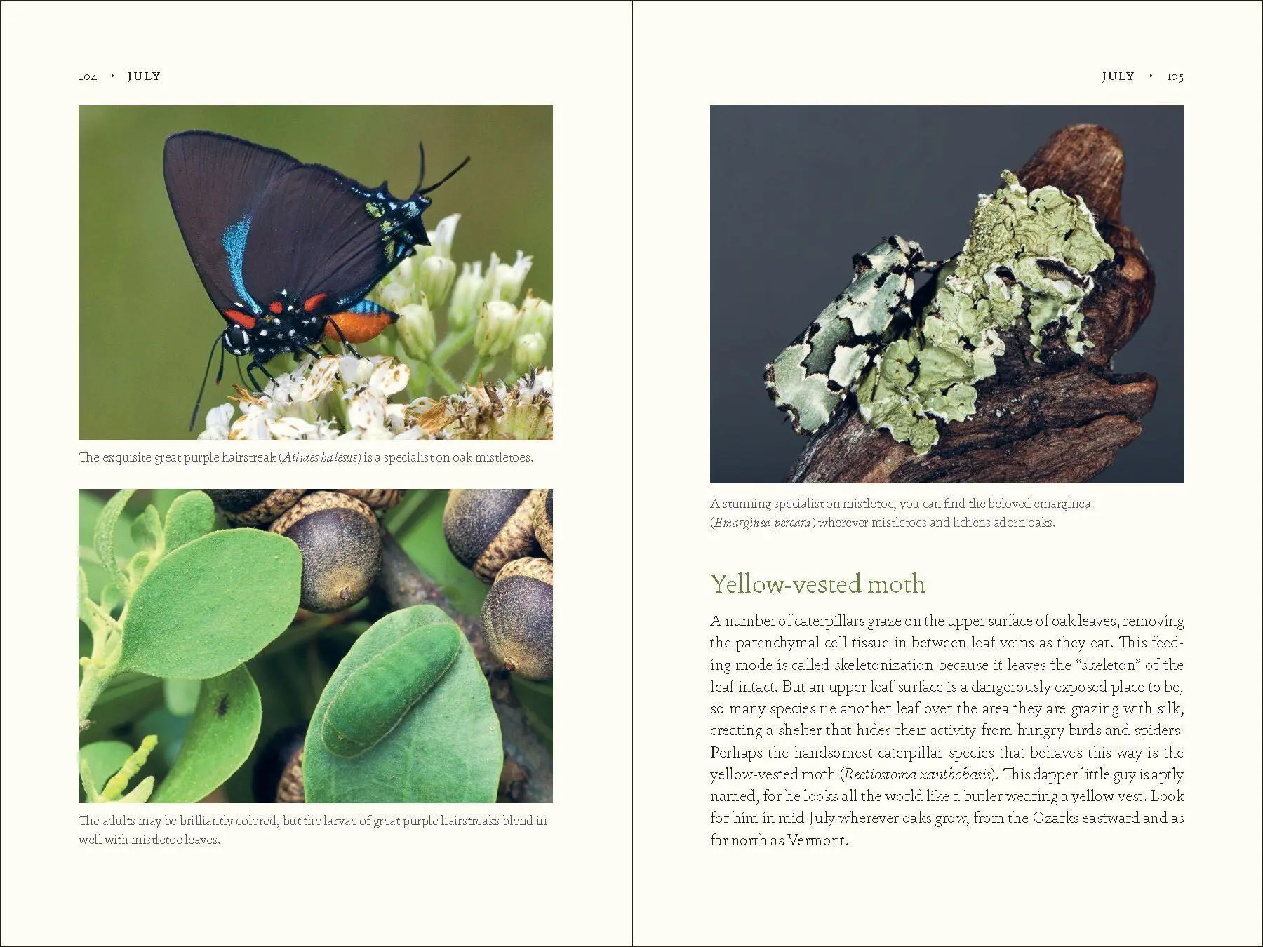 Bild: 9781643260440 | The Nature of Oaks | Douglas W Tallamy | Buch | Gebunden | Englisch
