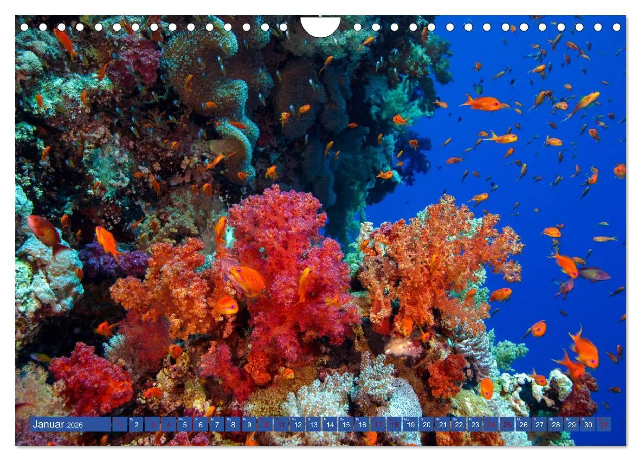 Bild: 9783457940440 | Farbenfrohes Meer (Wandkalender 2026 DIN A4 quer), CALVENDO...