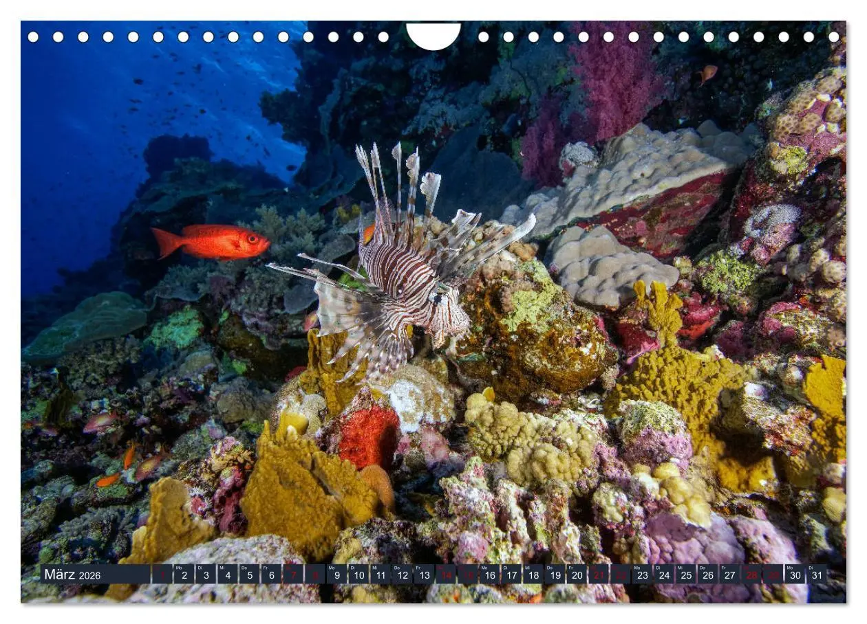 Bild: 9783457940440 | Farbenfrohes Meer (Wandkalender 2026 DIN A4 quer), CALVENDO...