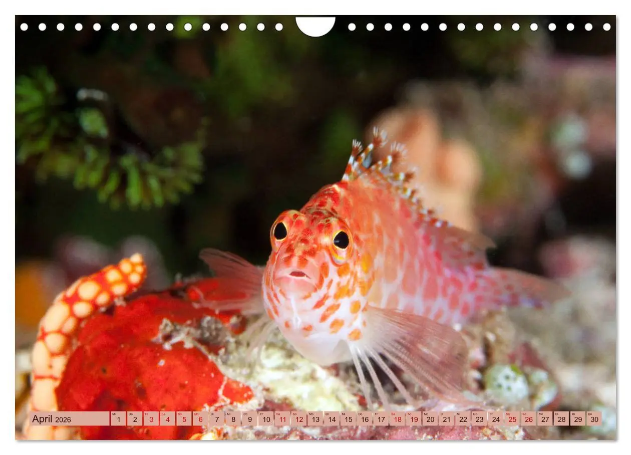 Bild: 9783457940440 | Farbenfrohes Meer (Wandkalender 2026 DIN A4 quer), CALVENDO...