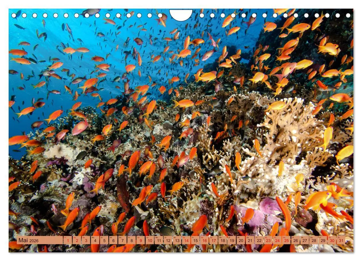 Bild: 9783457940440 | Farbenfrohes Meer (Wandkalender 2026 DIN A4 quer), CALVENDO...