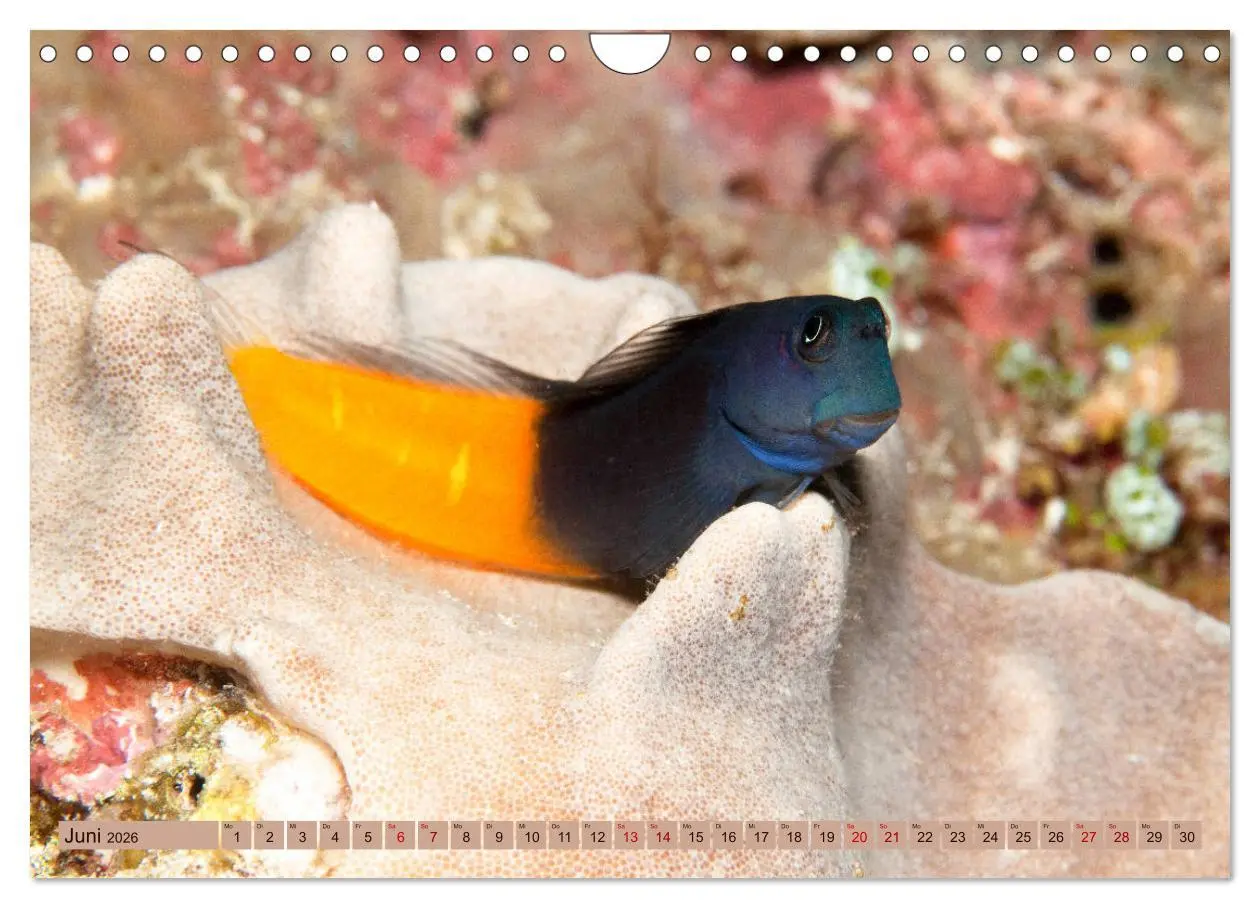 Bild: 9783457940440 | Farbenfrohes Meer (Wandkalender 2026 DIN A4 quer), CALVENDO...