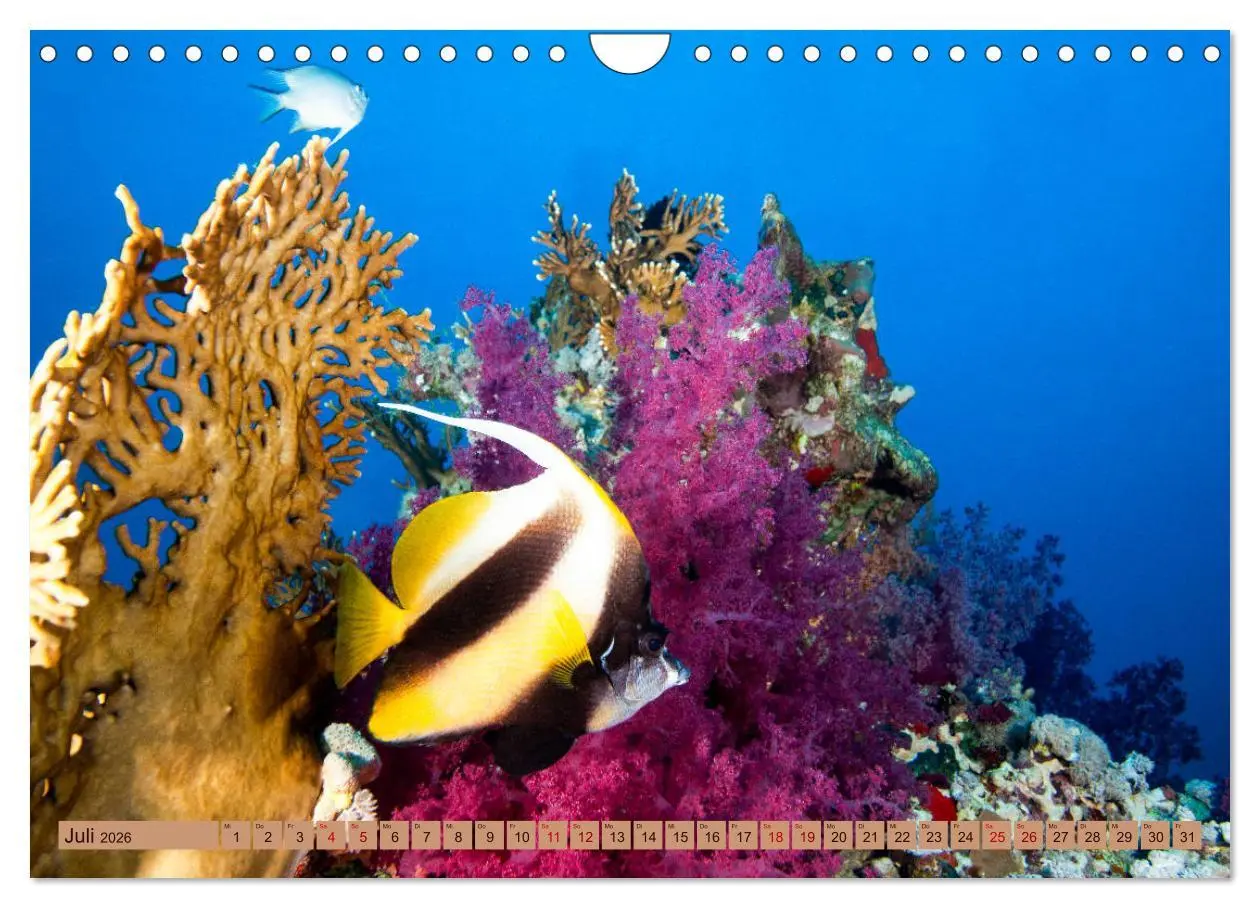 Bild: 9783457940440 | Farbenfrohes Meer (Wandkalender 2026 DIN A4 quer), CALVENDO...