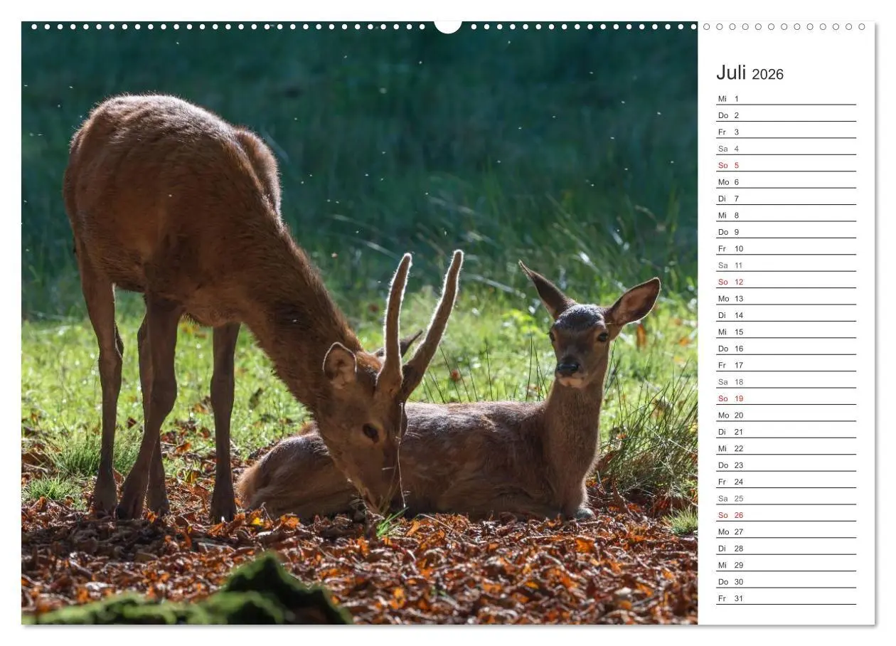 Bild: 9783516000740 | Emotionale Momente: Hirschbrunft. Part II. (hochwertiger Premium...