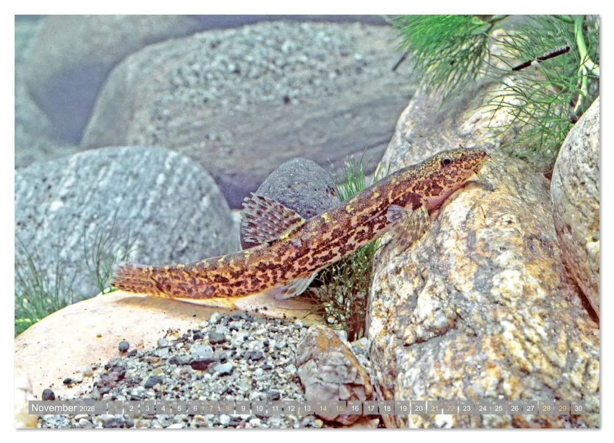 Bild: 9783516610840 | Forelle, Hecht und Stör: Fische in europäischen Gewässern...