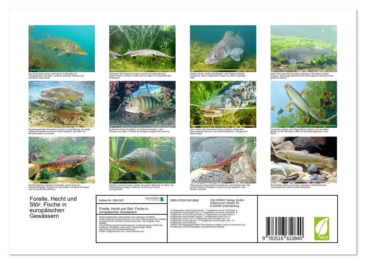 Bild: 9783516610840 | Forelle, Hecht und Stör: Fische in europäischen Gewässern...