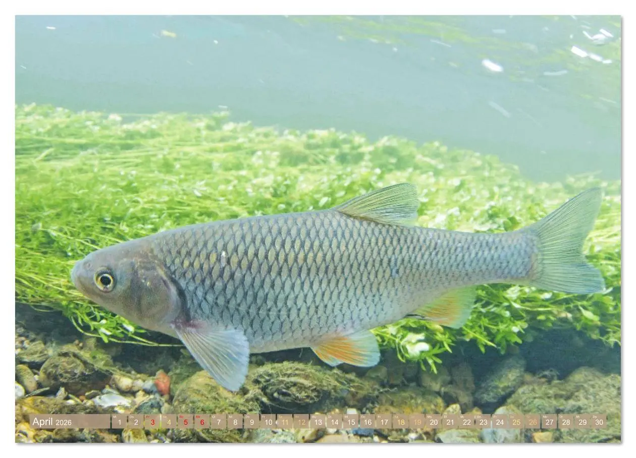 Bild: 9783516610840 | Forelle, Hecht und Stör: Fische in europäischen Gewässern...