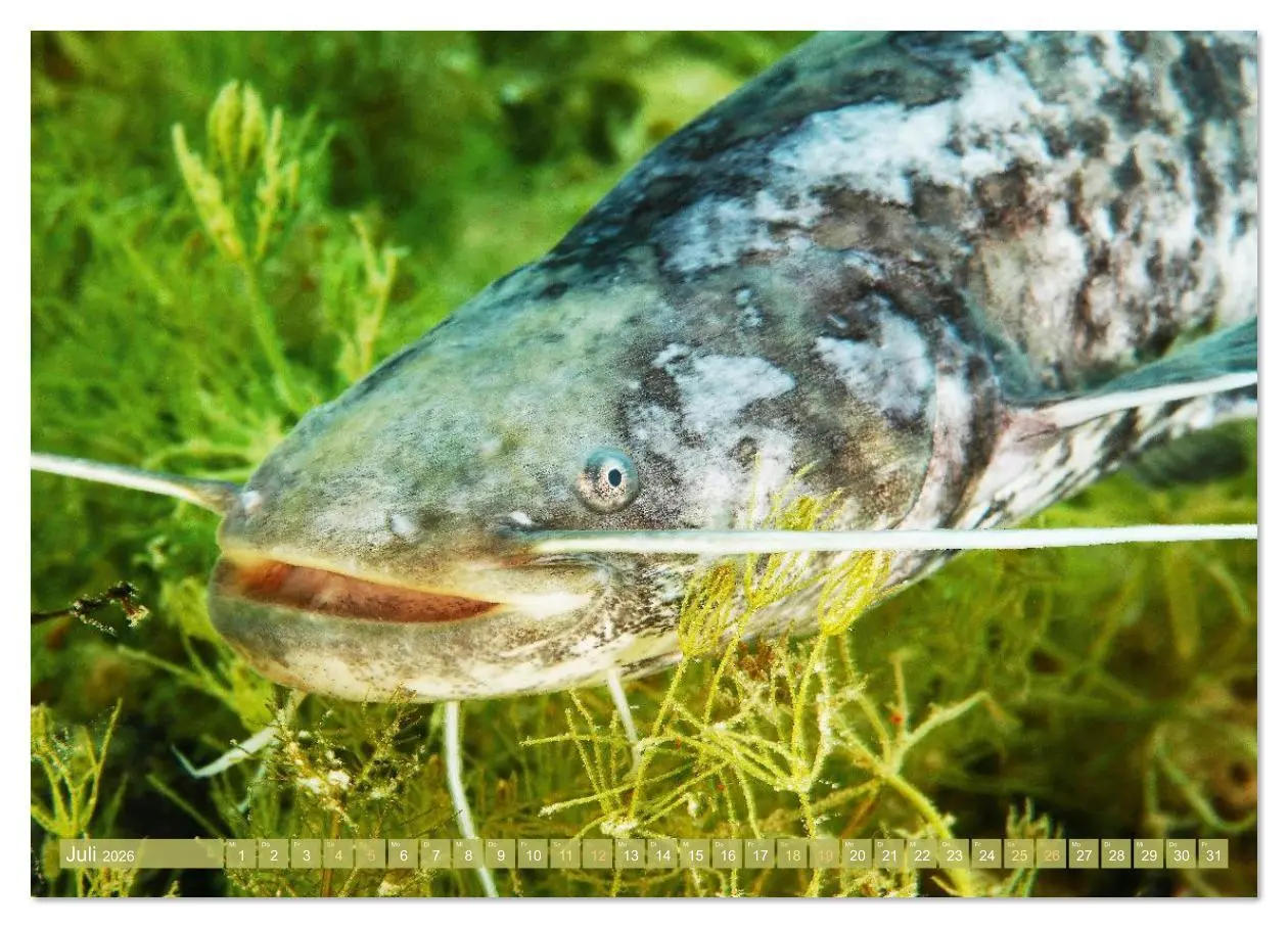 Bild: 9783516610840 | Forelle, Hecht und Stör: Fische in europäischen Gewässern...