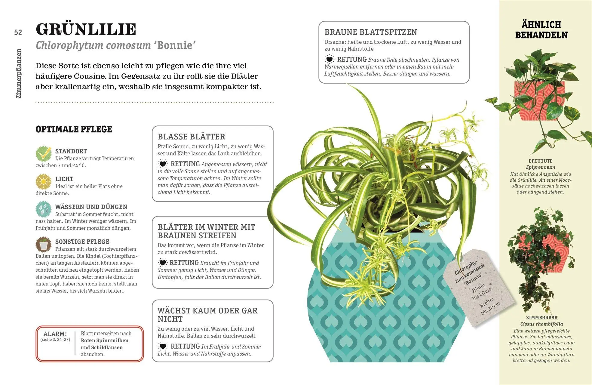 Bild: 9783831050840 | So überlebt deine Zimmerpflanze garantiert | Veronica Peerless | Buch