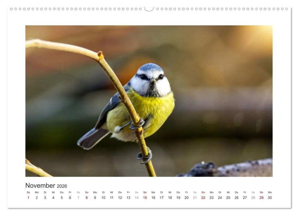 Bild: 9783457820940 | Gefiederte Gartengäste, Blaumeisen (Wandkalender 2026 DIN A2 quer),...