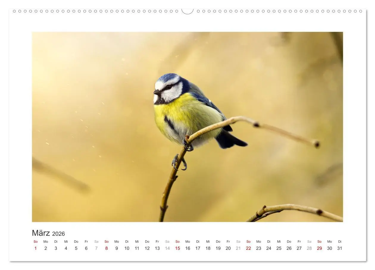 Bild: 9783457820940 | Gefiederte Gartengäste, Blaumeisen (Wandkalender 2026 DIN A2 quer),...