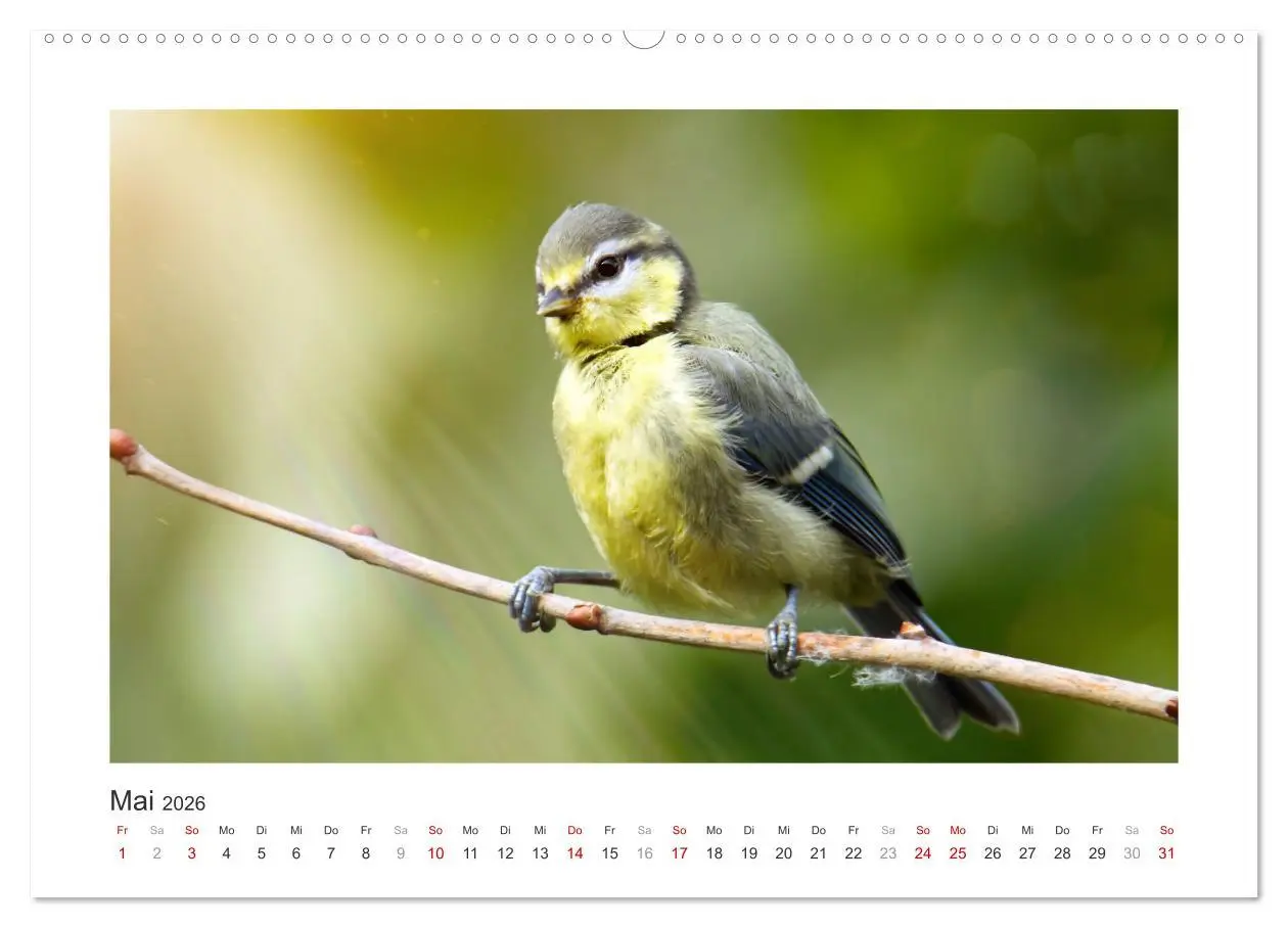Bild: 9783457820940 | Gefiederte Gartengäste, Blaumeisen (Wandkalender 2026 DIN A2 quer),...