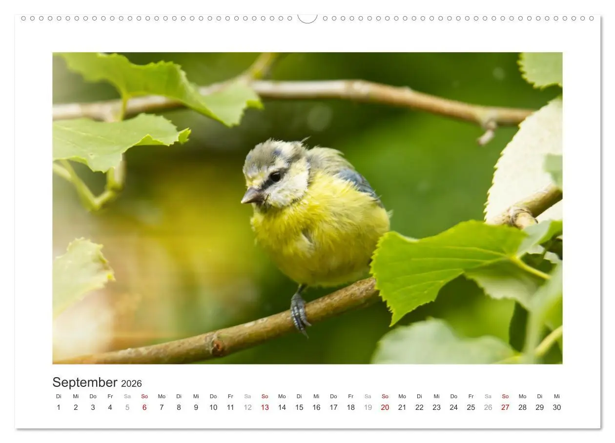 Bild: 9783457820940 | Gefiederte Gartengäste, Blaumeisen (Wandkalender 2026 DIN A2 quer),...