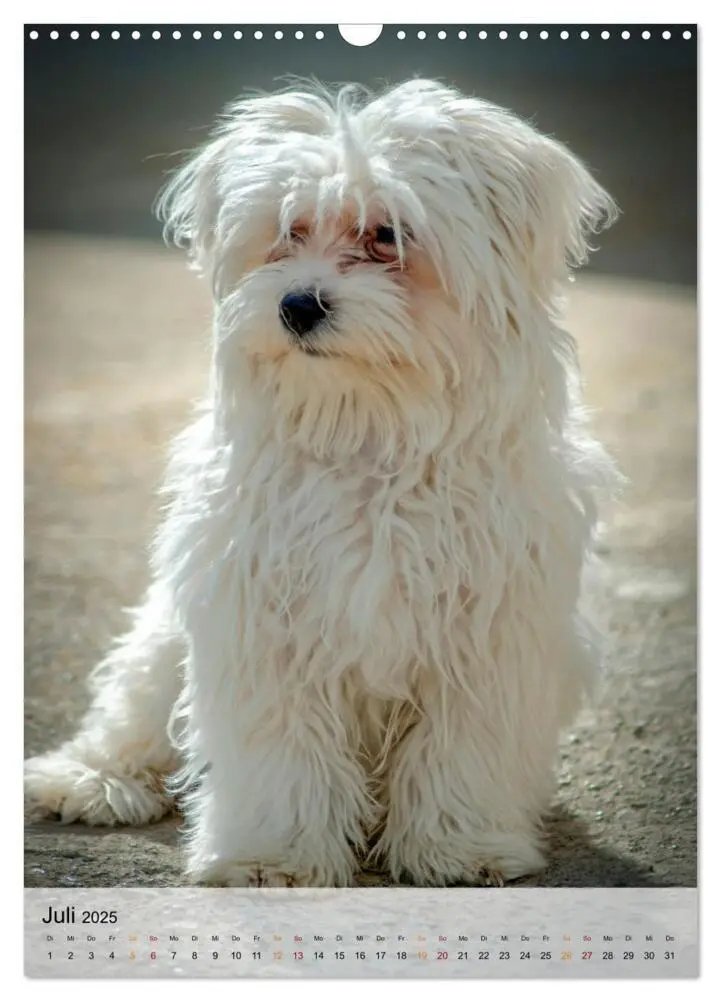 Bild: 9783435931040 | Hunde - treu und ehrlich (Wandkalender 2025 DIN A3 hoch), CALVENDO...