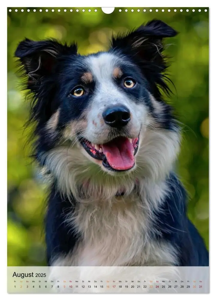 Bild: 9783435931040 | Hunde - treu und ehrlich (Wandkalender 2025 DIN A3 hoch), CALVENDO...