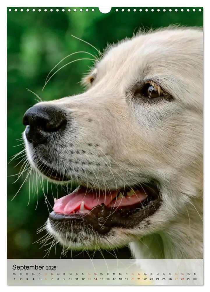 Bild: 9783435931040 | Hunde - treu und ehrlich (Wandkalender 2025 DIN A3 hoch), CALVENDO...