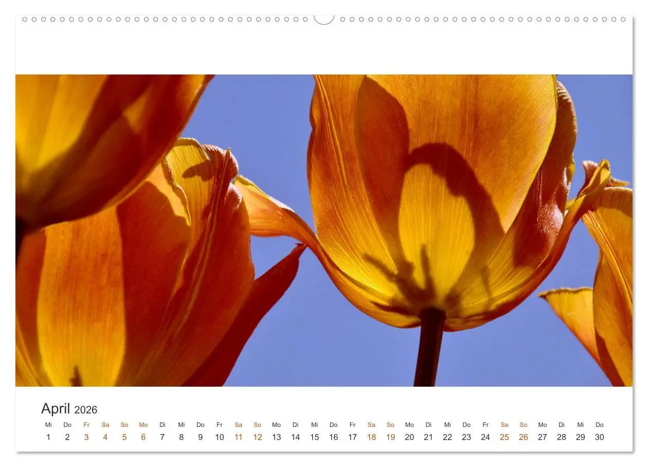 Bild: 9783457701140 | Zauberhafte Tulpen (hochwertiger Premium Wandkalender 2026 DIN A2...