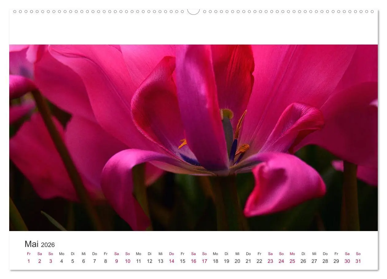 Bild: 9783457701140 | Zauberhafte Tulpen (hochwertiger Premium Wandkalender 2026 DIN A2...