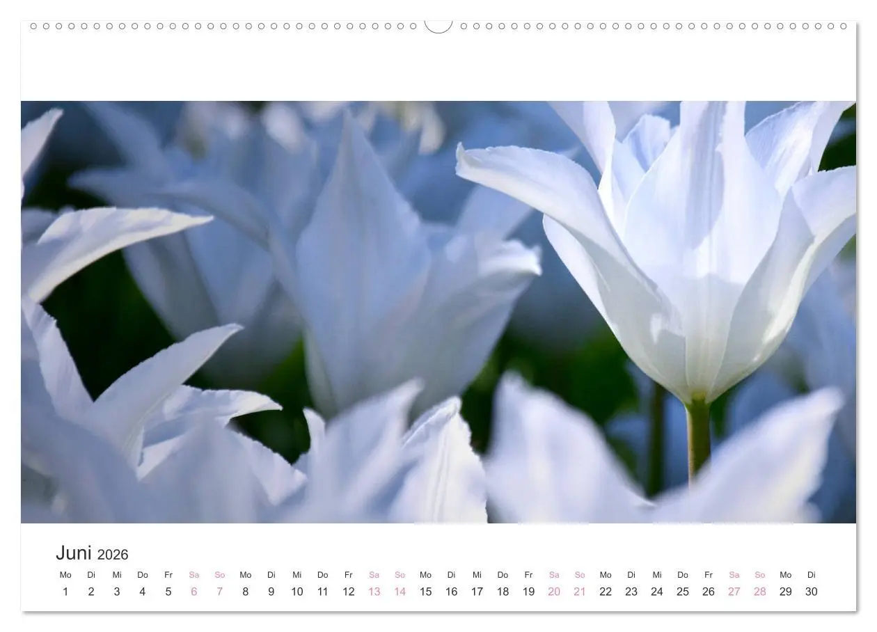 Bild: 9783457701140 | Zauberhafte Tulpen (hochwertiger Premium Wandkalender 2026 DIN A2...