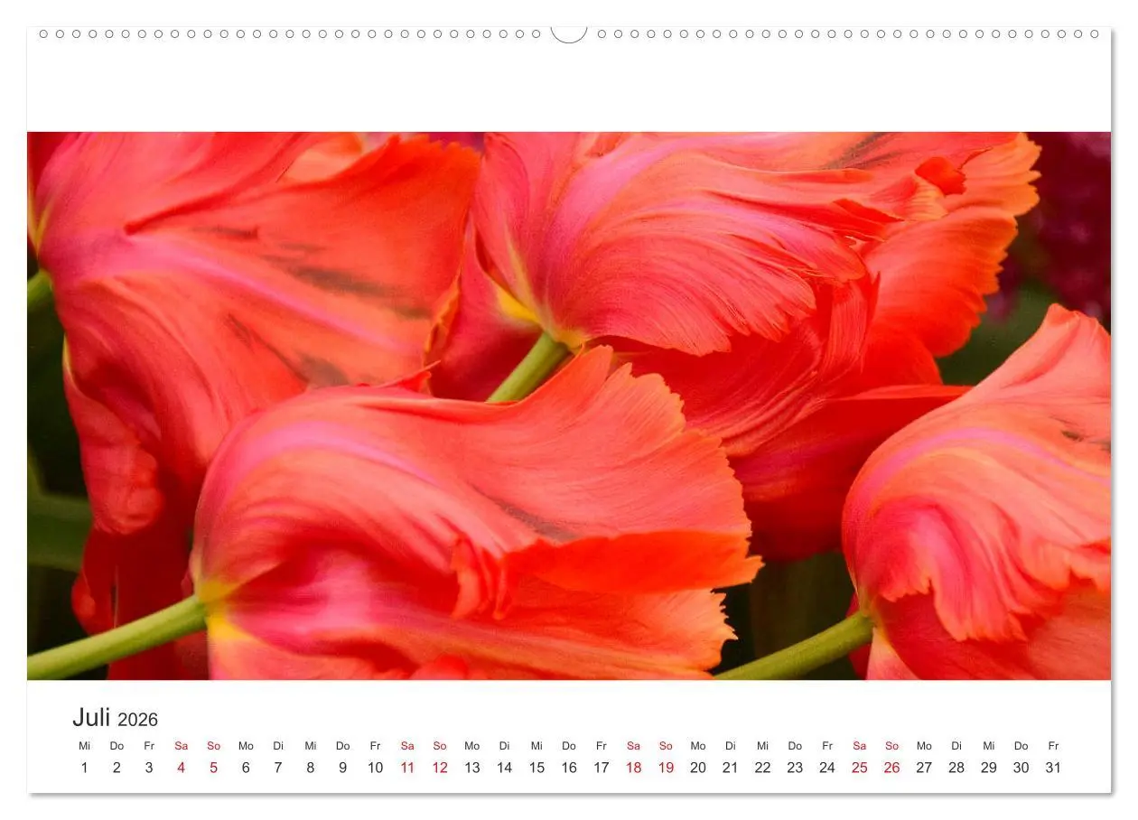 Bild: 9783457701140 | Zauberhafte Tulpen (hochwertiger Premium Wandkalender 2026 DIN A2...