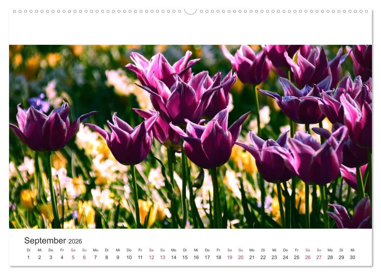 Bild: 9783457701140 | Zauberhafte Tulpen (hochwertiger Premium Wandkalender 2026 DIN A2...