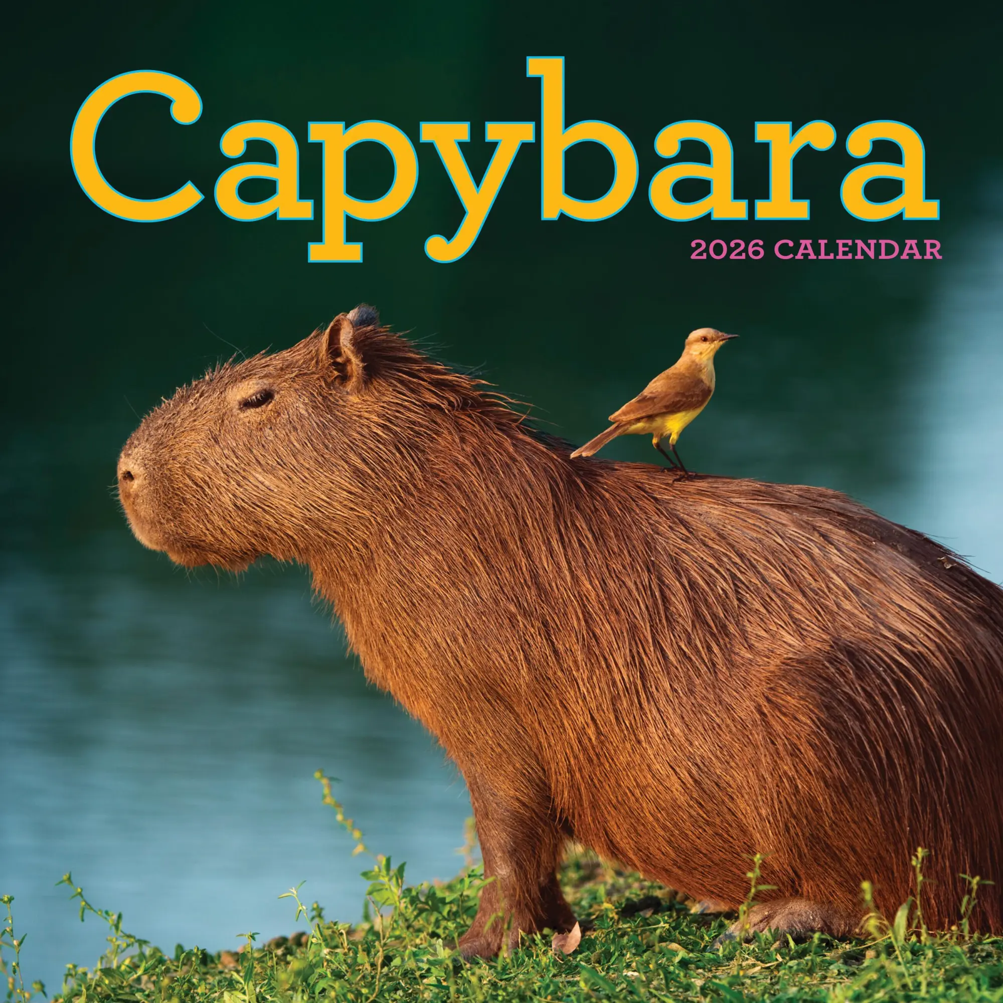 Cover: 9781523531240 | Capybara Wall Calendar 2026 | Workman Calendars | Kalender | Englisch