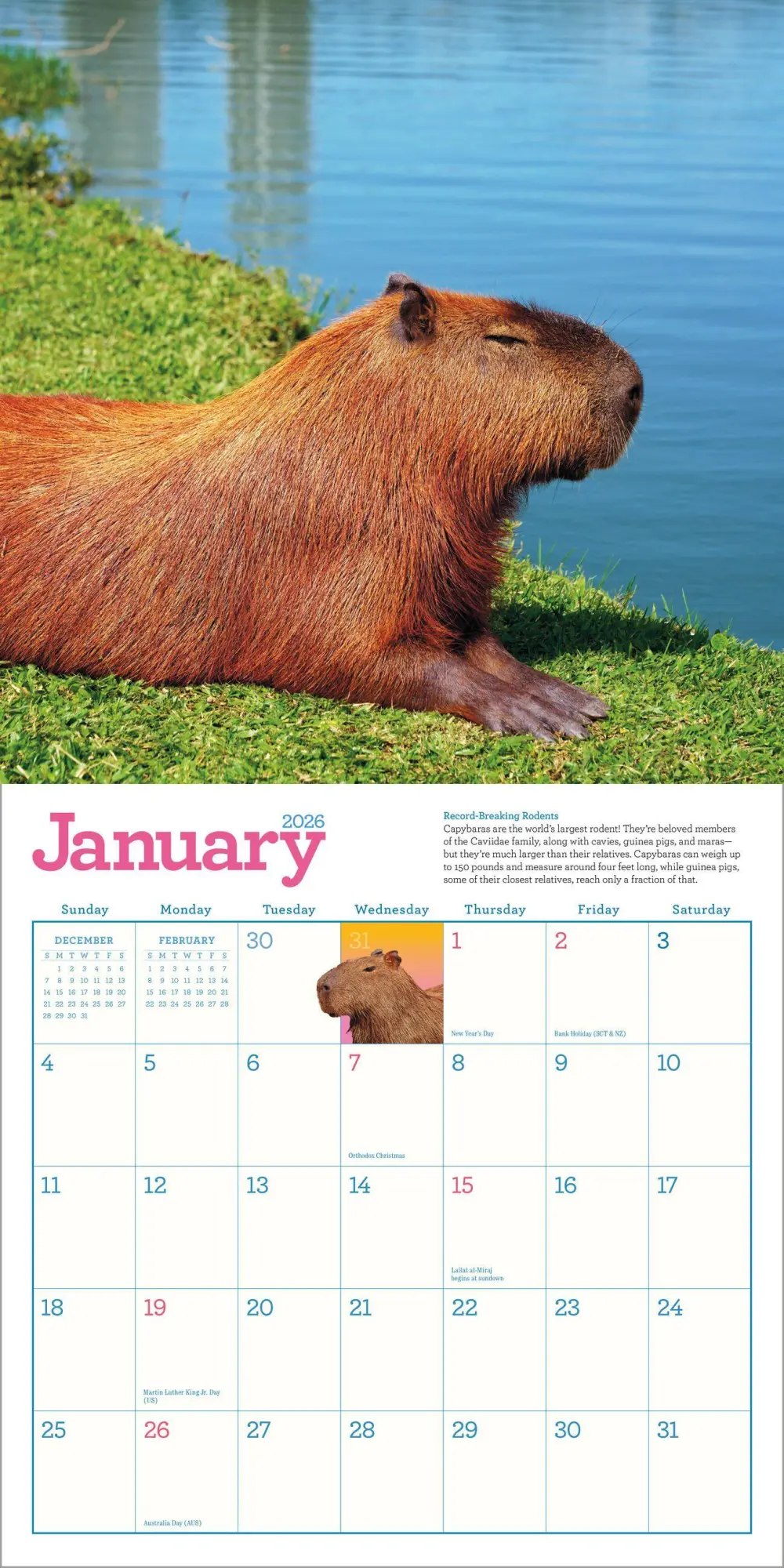 Bild: 9781523531240 | Capybara Wall Calendar 2026 | A Happy, Capy Year | Workman Calendars