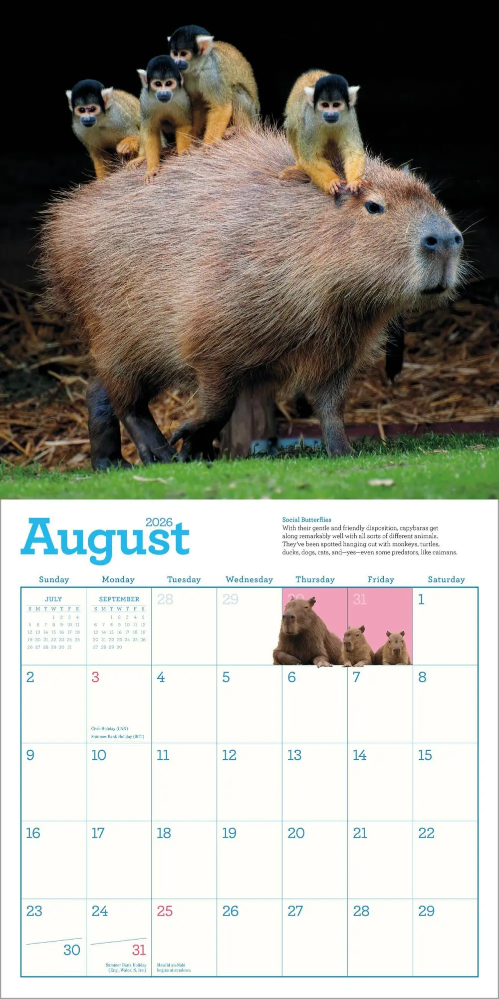 Bild: 9781523531240 | Capybara Wall Calendar 2026 | A Happy, Capy Year | Workman Calendars