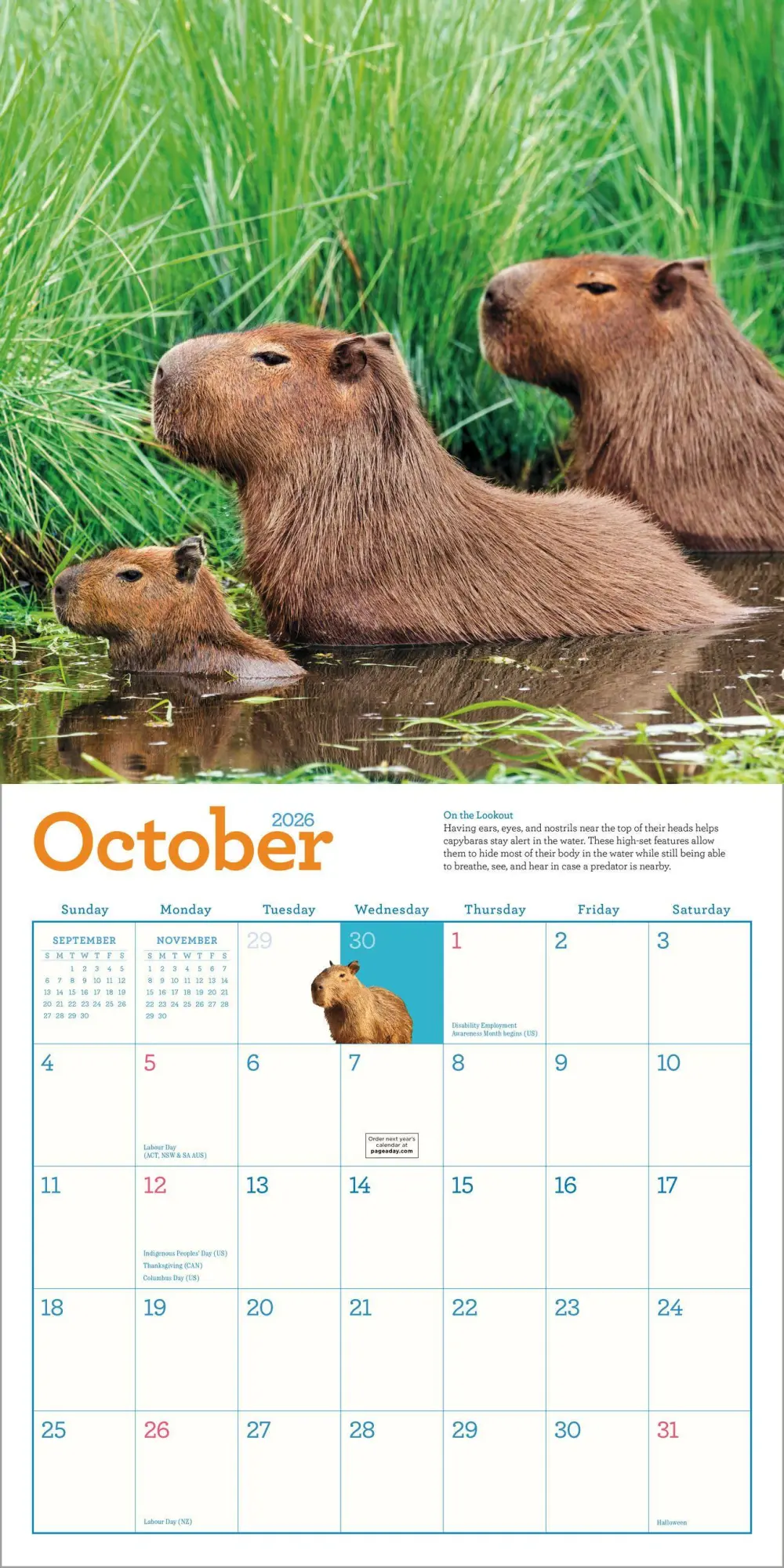 Bild: 9781523531240 | Capybara Wall Calendar 2026 | A Happy, Capy Year | Workman Calendars