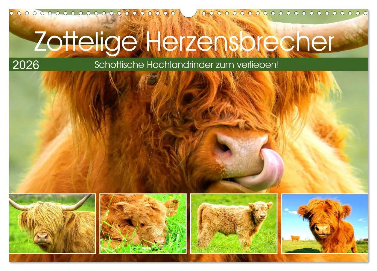 Cover: 9783457621240 | Zottelige Herzensbrecher. Schottische Hochlandrinder zum Verlieben...