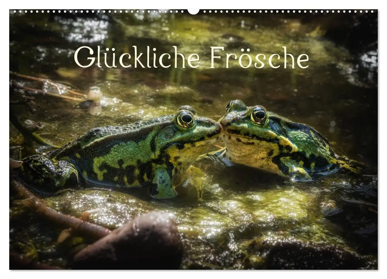 Cover: 9783457831540 | Glückliche Frösche (Wandkalender 2026 DIN A2 quer), CALVENDO...