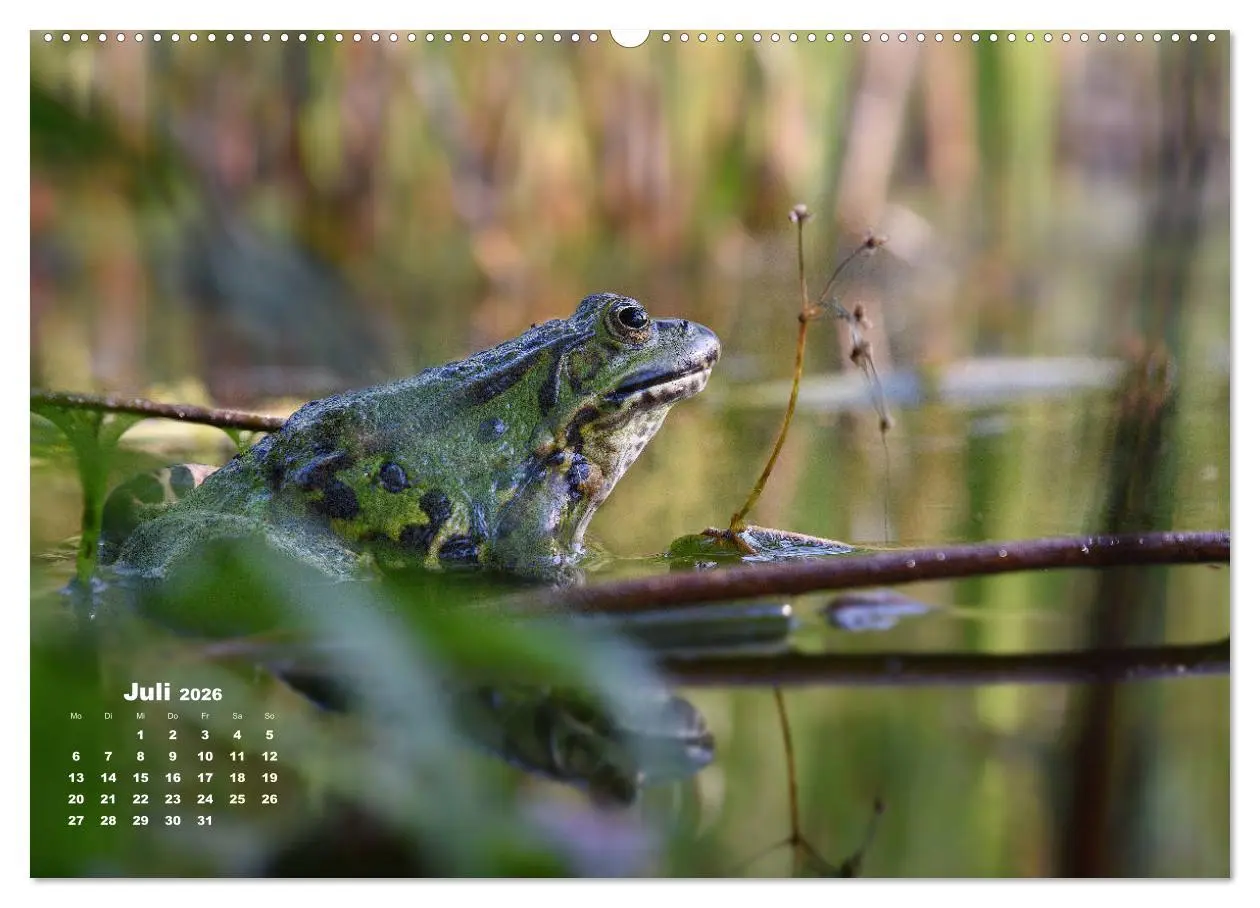 Bild: 9783457831540 | Glückliche Frösche (Wandkalender 2026 DIN A2 quer), CALVENDO...