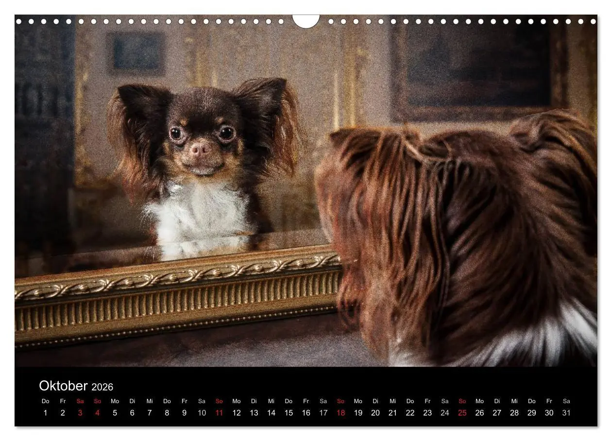 Bild: 9783516161540 | Chihuahuas - Cool and Cute (Wandkalender 2026 DIN A3 quer),...