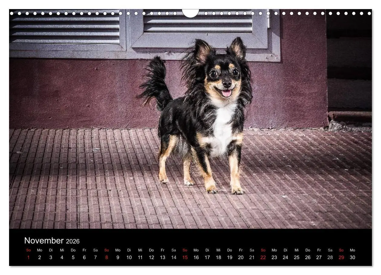 Bild: 9783516161540 | Chihuahuas - Cool and Cute (Wandkalender 2026 DIN A3 quer),...