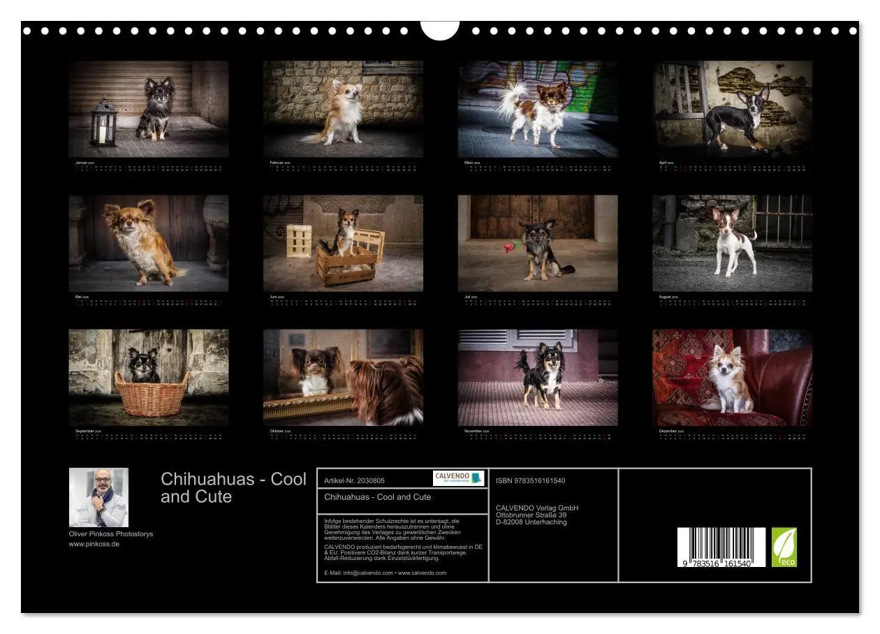 Bild: 9783516161540 | Chihuahuas - Cool and Cute (Wandkalender 2026 DIN A3 quer),...