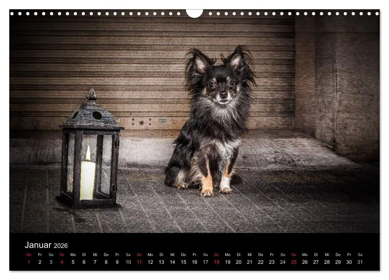 Bild: 9783516161540 | Chihuahuas - Cool and Cute (Wandkalender 2026 DIN A3 quer),...