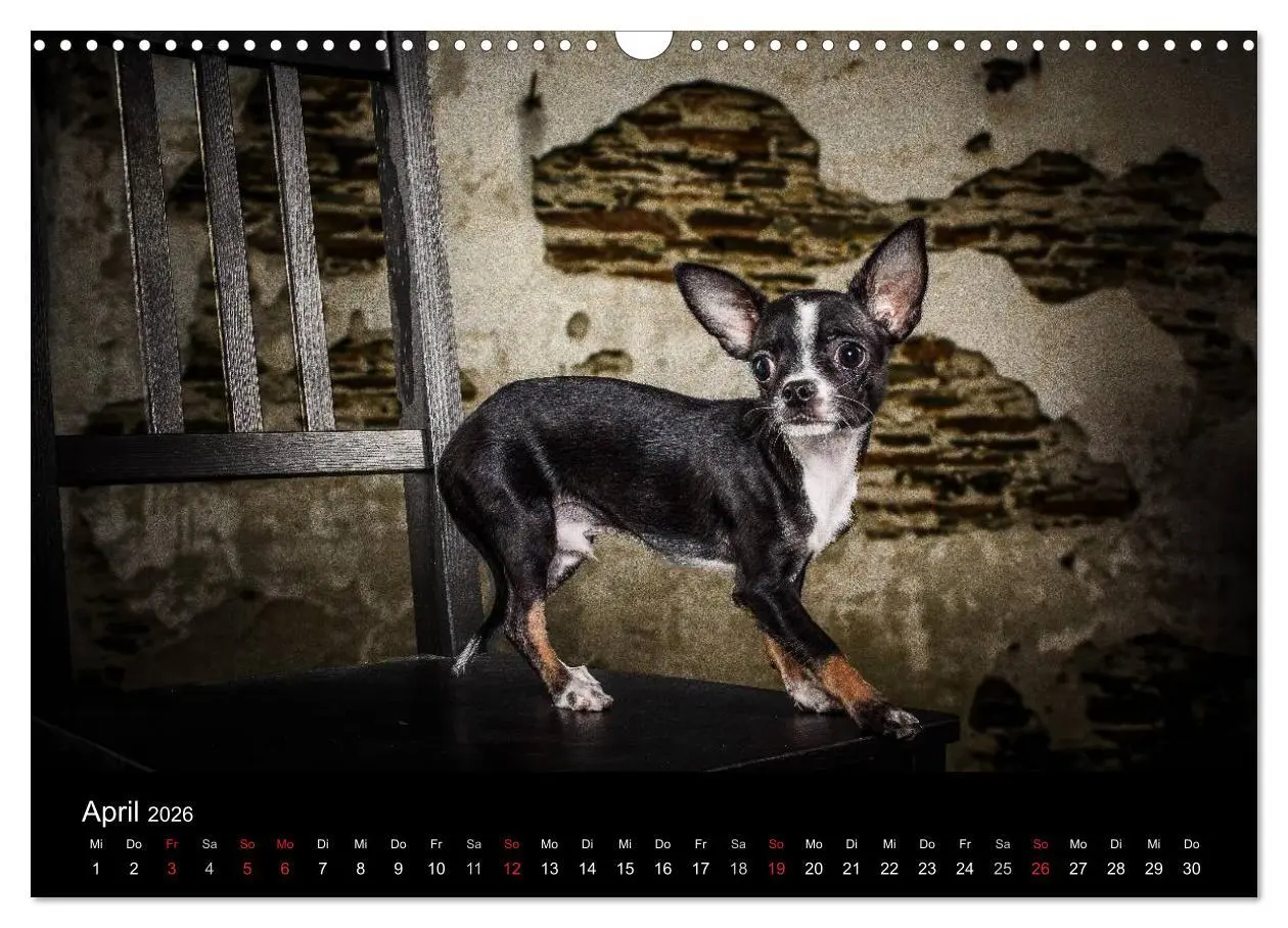 Bild: 9783516161540 | Chihuahuas - Cool and Cute (Wandkalender 2026 DIN A3 quer),...