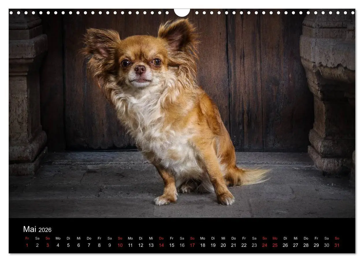 Bild: 9783516161540 | Chihuahuas - Cool and Cute (Wandkalender 2026 DIN A3 quer),...