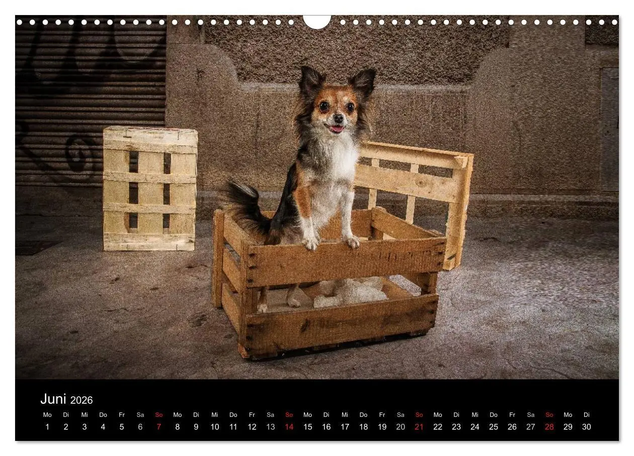 Bild: 9783516161540 | Chihuahuas - Cool and Cute (Wandkalender 2026 DIN A3 quer),...