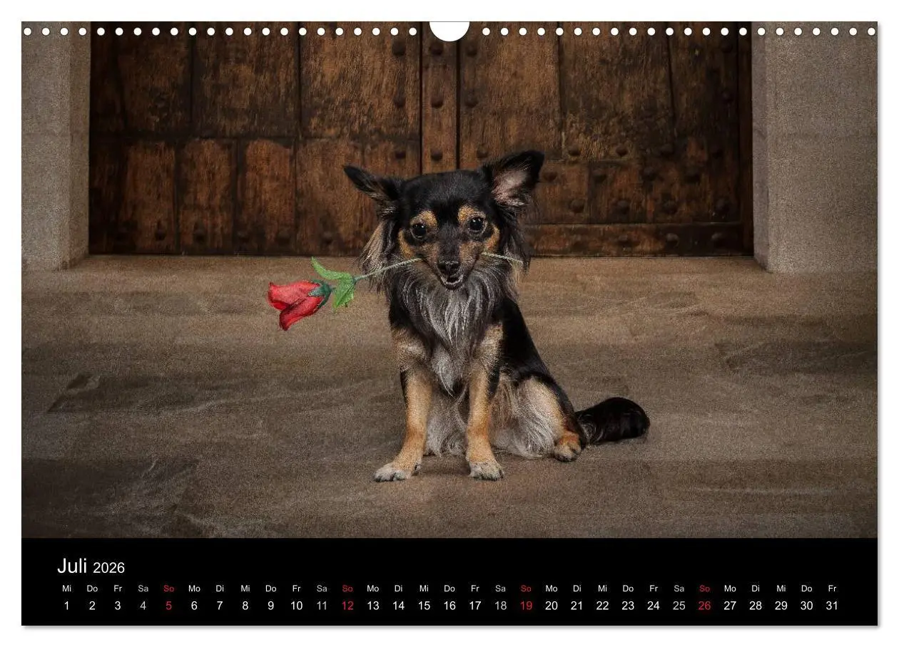 Bild: 9783516161540 | Chihuahuas - Cool and Cute (Wandkalender 2026 DIN A3 quer),...