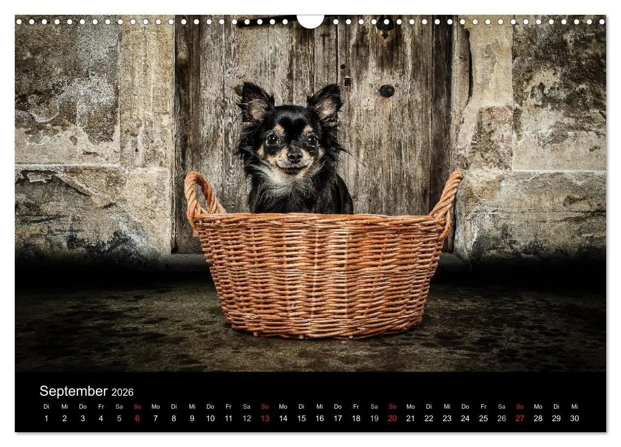 Bild: 9783516161540 | Chihuahuas - Cool and Cute (Wandkalender 2026 DIN A3 quer),...