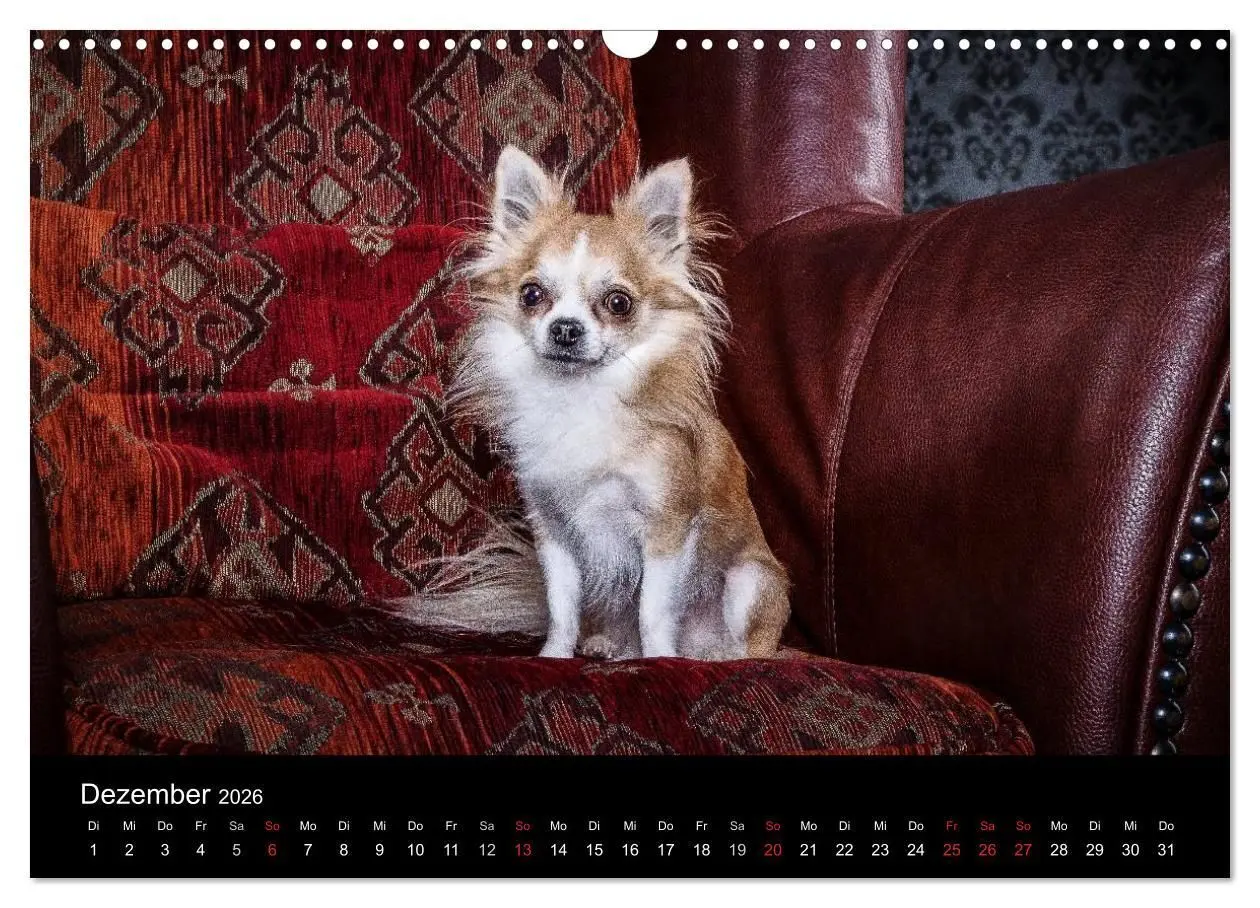 Bild: 9783516161540 | Chihuahuas - Cool and Cute (Wandkalender 2026 DIN A3 quer),...