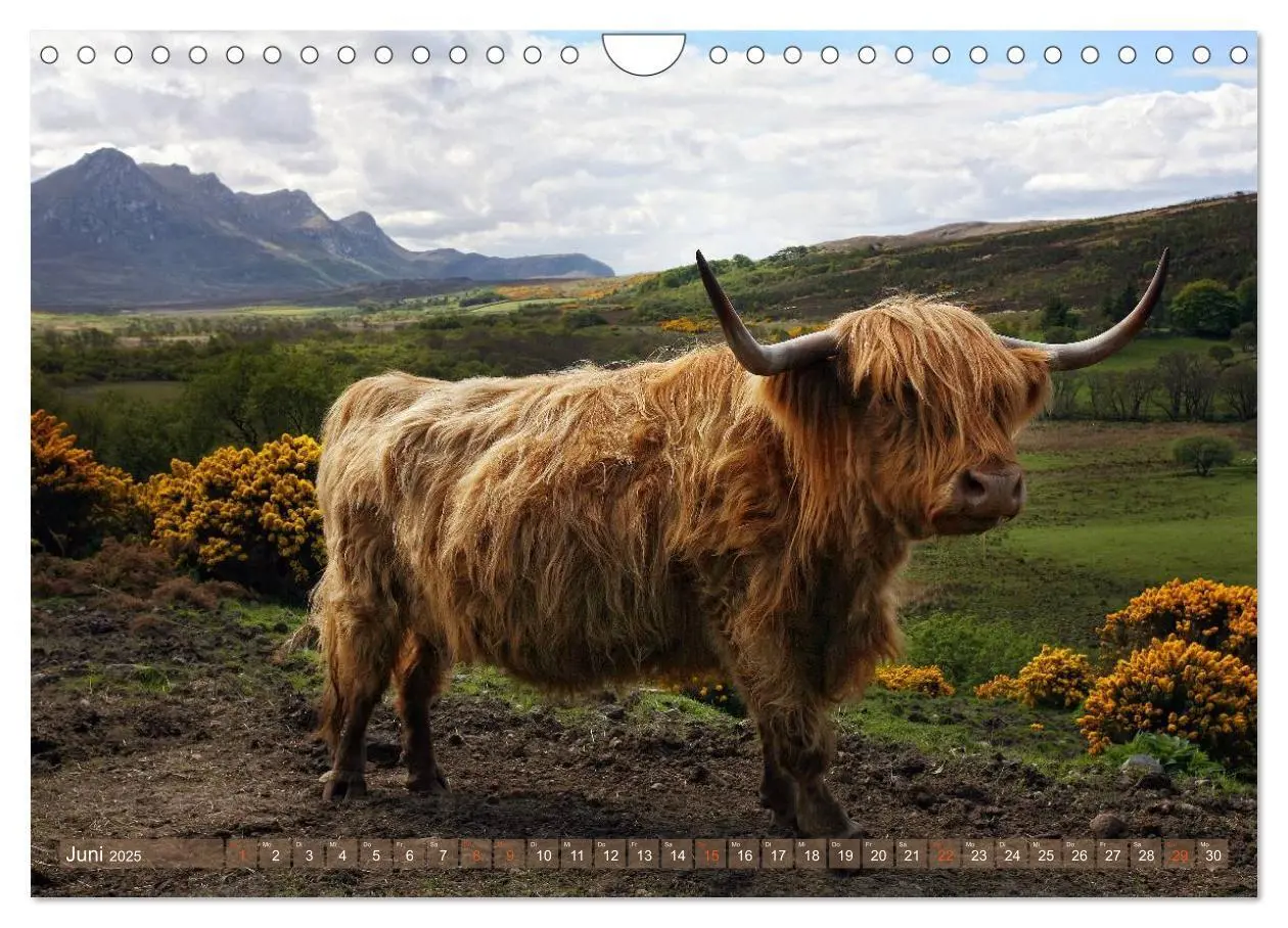 Bild: 9783435731640 | Schottische Hochlandrinder - Highland Cattle im Portrait...