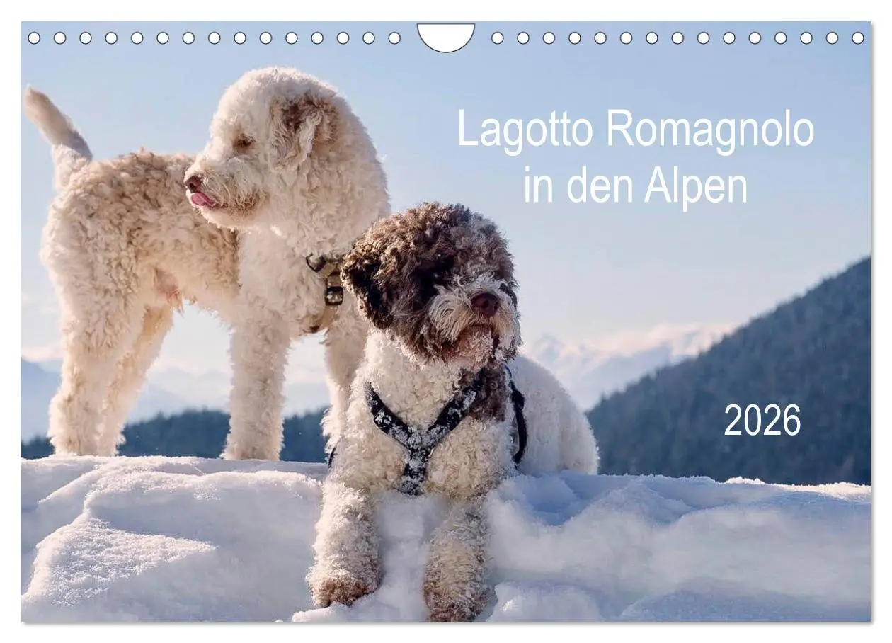 Cover: 9783457811740 | Lagotto Romagnolo in den Alpen 2026 (Wandkalender 2026 DIN A4...