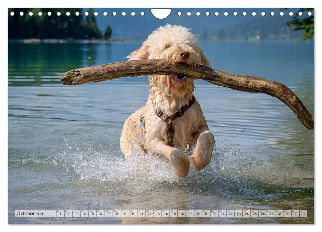 Bild: 9783457811740 | Lagotto Romagnolo in den Alpen 2026 (Wandkalender 2026 DIN A4...