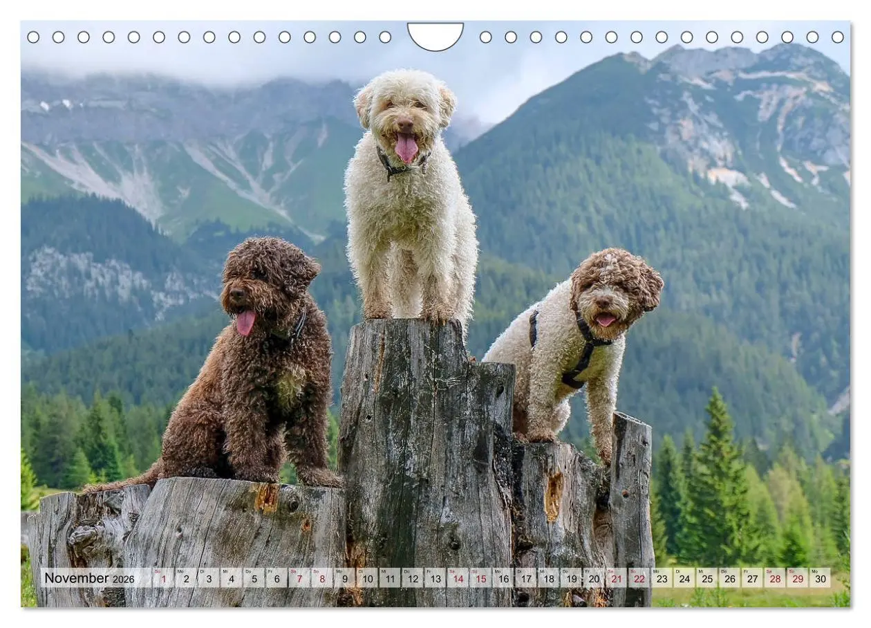 Bild: 9783457811740 | Lagotto Romagnolo in den Alpen 2026 (Wandkalender 2026 DIN A4...