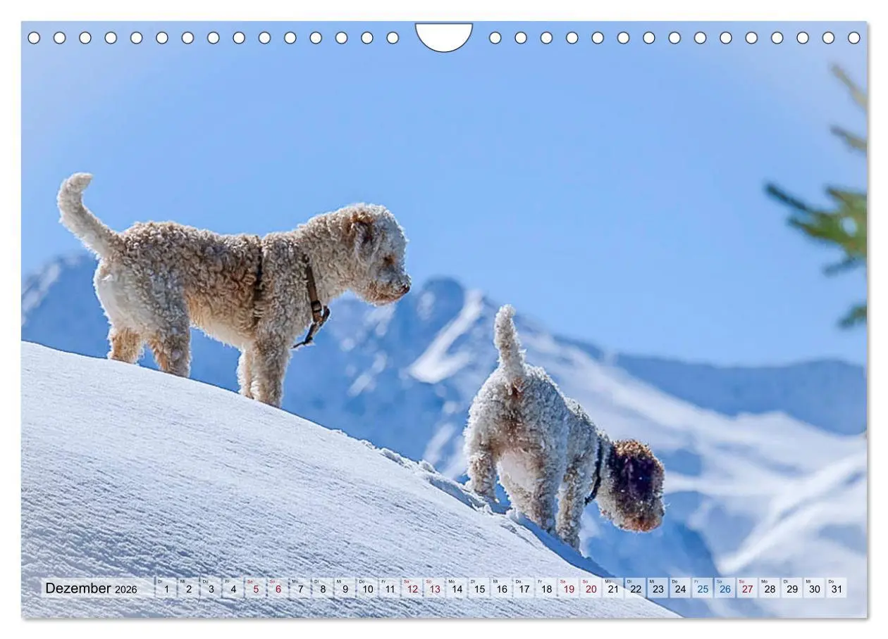 Bild: 9783457811740 | Lagotto Romagnolo in den Alpen 2026 (Wandkalender 2026 DIN A4...