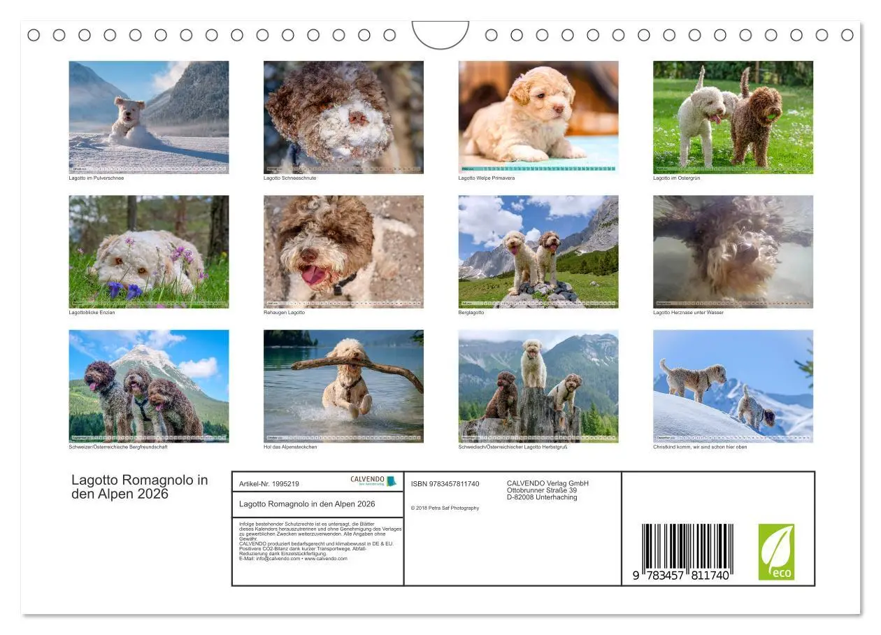 Bild: 9783457811740 | Lagotto Romagnolo in den Alpen 2026 (Wandkalender 2026 DIN A4...