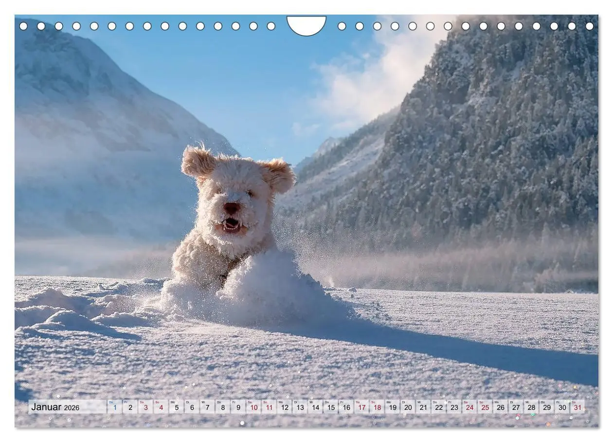 Bild: 9783457811740 | Lagotto Romagnolo in den Alpen 2026 (Wandkalender 2026 DIN A4...